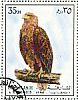 White-tailed Eagle Haliaeetus albicilla  1972 Birds 