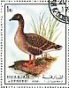 Pink-footed Goose Anser brachyrhynchus  1972 Birds 