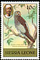 Timneh Parrot Psittacus timneh  1980 Birds 