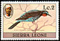 Black Bee-eater Merops gularis  1980 Birds 