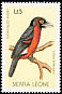 Double-toothed Barbet Lybius bidentatus  1988 Birds 