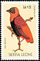 Northern Red Bishop Euplectes franciscanus  1988 Birds 