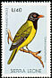 Western Oriole Oriolus brachyrynchus  1988 Birds 