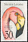 Greater Flamingo Phoenicopterus roseus  1992 Birds 