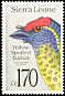 Yellow-spotted Barbet Buccanodon duchaillui  1992 Birds 