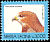Red-necked Buzzard Buteo auguralis  1992 Birds definitives 
