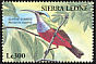Superb Sunbird Cinnyris superbus  1994 Birds 