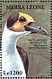 White-necked Rockfowl Picathartes gymnocephalus  1994 Birds  MS MS