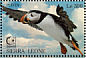 Atlantic Puffin Fratercula arctica