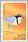 Egyptian Plover Pluvianus aegyptius