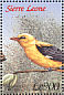 Eurasian Golden Oriole Oriolus oriolus