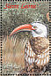 Northern Red-billed Hornbill Tockus erythrorhynchus