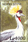 Grey Crowned Crane  Balearica regulorum