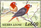 Black-bellied Seedcracker Pyrenestes ostrinus  2000 Birds of Africa Sheet