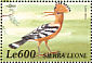 Eurasian Hoopoe  Upupa epops