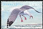 European Herring Gull Larus argentatus  2000 Seabirds of the world 