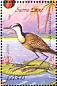 African Jacana  Actophilornis africanus