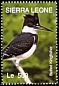 Belted Kingfisher Megaceryle alcyon  2004 Beautiful birds of the world 
