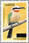 White-fronted Bee-eater Merops bullockoides