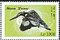 Pied Kingfisher Ceryle rudis  2009 Birds of Africa 