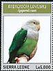 Grey-headed Lovebird Agapornis canus