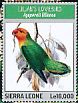 Lilian's Lovebird Agapornis lilianae