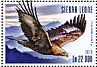 Golden Eagle Aquila chrysaetos  2015 Eagles  MS