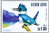Belted Kingfisher Megaceryle alcyon  2015 Kingfishers Sheet