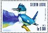 Belted Kingfisher Megaceryle alcyon