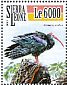 Southern Bald Ibis Geronticus calvus  2015 Ibises Sheet