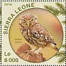 Little Owl Athene noctua  2016 Owls Sheet