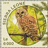 Barred Owl Strix varia