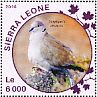 Eurasian Collared Dove Streptopelia decaocto  2016 Doves Sheet