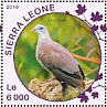 Mountain Imperial Pigeon Ducula badia  2016 Doves Sheet