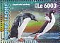 Adelie Penguin Pygoscelis adeliae