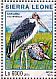 Marabou Stork Leptoptilos crumenifer