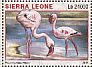 Lesser Flamingo Phoeniconaias minor  2016 Etosha national park  MS