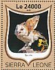 Western Barn Owl Tyto alba  2016 Owls  MS