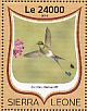 White-booted Racket-tail Ocreatus underwoodii  2016 Hummingbirds  MS