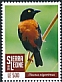 Chestnut-and-black Weaver Ploceus castaneofuscus  2018 Definitives 17v set