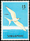 Black-naped Tern Sterna sumatrana  1966 Birds 