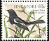 Oriental Magpie-Robin Copsychus saularis  1998 Songbirds 