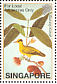 Black-naped Oriole Oriolus chinensis  2002 William Farquhar collection Sheet