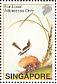 Oriental Magpie-Robin Copsychus saularis  2002 William Farquhar collection Sheet