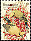 Black-naped Oriole Oriolus chinensis  2002 Birds 