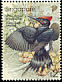 White-bellied Woodpecker Dryocopus javensis  2002 Birds 