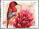 Crimson Sunbird Aethopyga siparaja