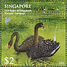 Black Swan Cygnus atratus  2009 Singapore Botanic Gardens  MS