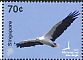 White-bellied Sea Eagle Haliaeetus leucogaster  2016 Birds of prey 