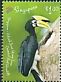 Oriental Pied Hornbill Anthracoceros albirostris  2019 Joint issue with Poland 